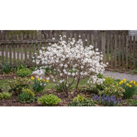 Magnolia stellata Royal Star
