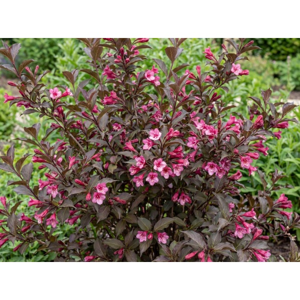 Weigela florida 'Alexandra'