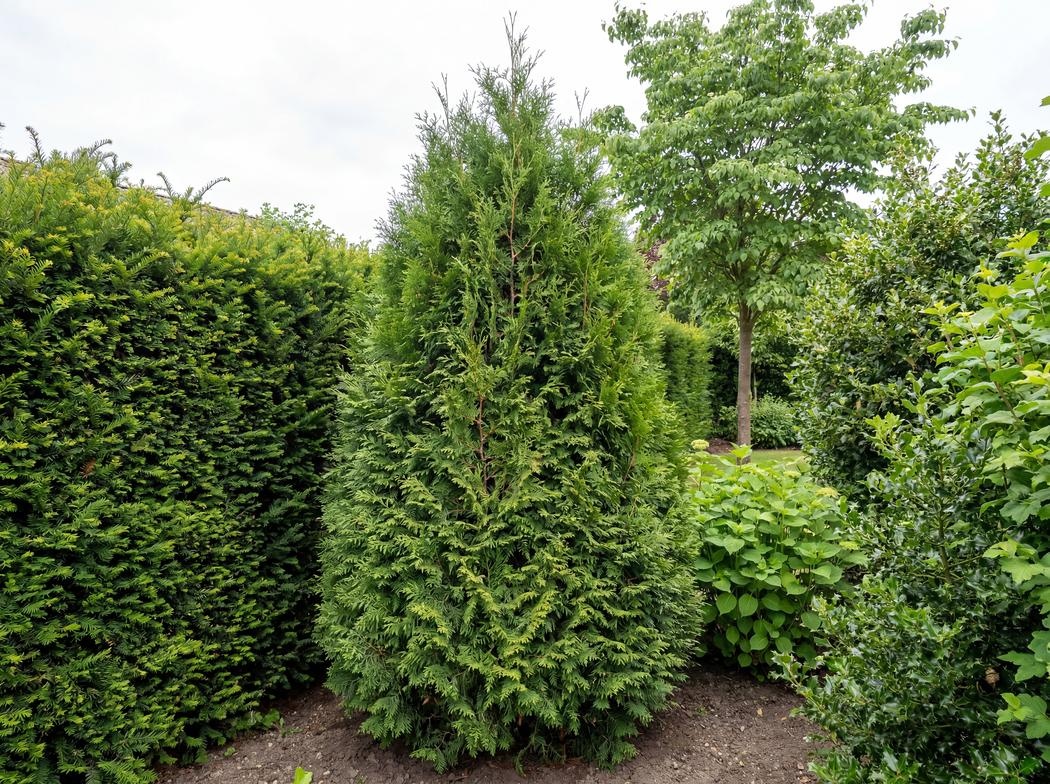 Thuja occidentalis
