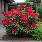 Rhododendron Nova Zembla