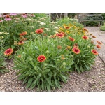 Gaillardia grandiflora Kobold