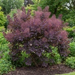 Cotinus coggygria Royal Purple