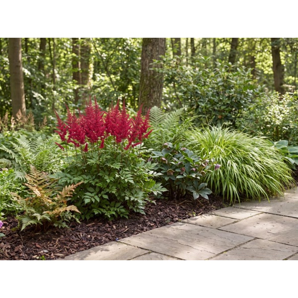 Astilbe x arendsii Fanal