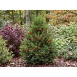 Taxus cuspidata