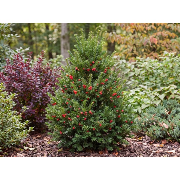 Taxus cuspidata