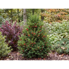 Taxus cuspidata