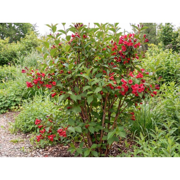 3e2d6ba28e28_1050.jpg Weigela Red Prince