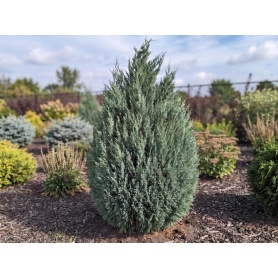 Juniperus chinensis Mountbatten