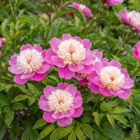Paeonia lactiflora Bowl of Beauty