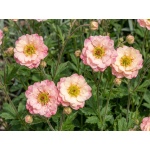 Geum Cosmopolitan