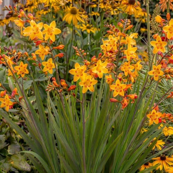 Crocosmia × crocosmiiflora Harlequin