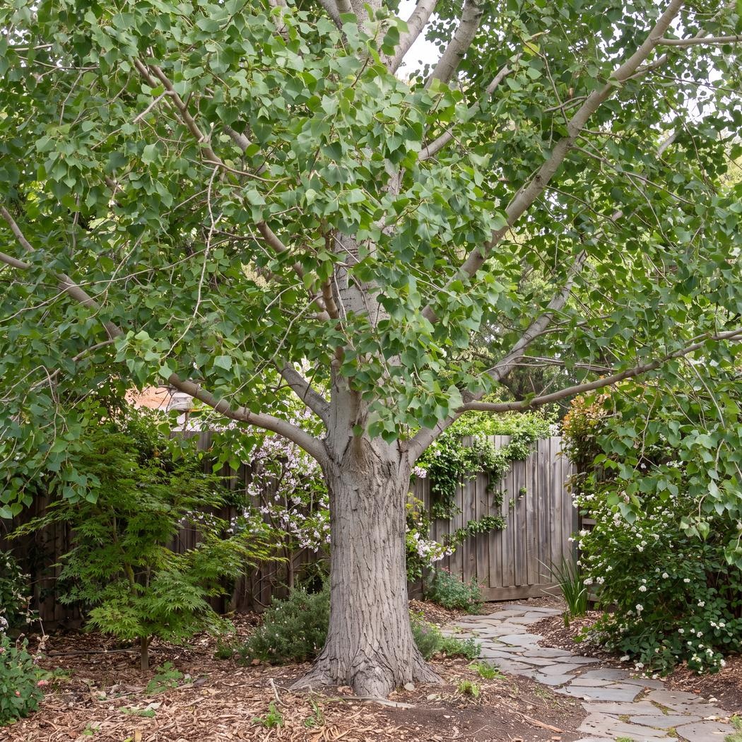 Populus tremuloides