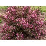 Weigela florida SMNWFG