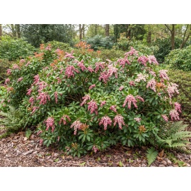 Pieris japonica Valley Rose