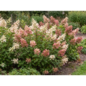 Hydrangea paniculata SMHPLQF
