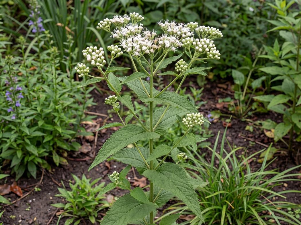 Eupatorium perfoliatum