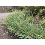 Anthoxanthum nitens