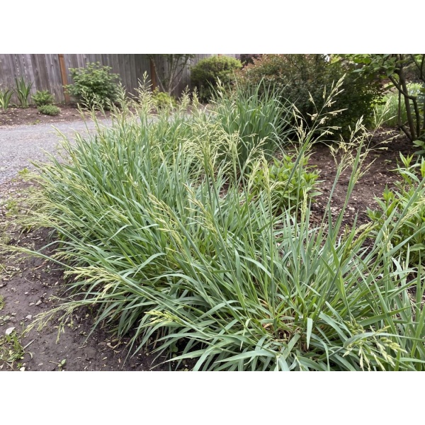 Anthoxanthum nitens