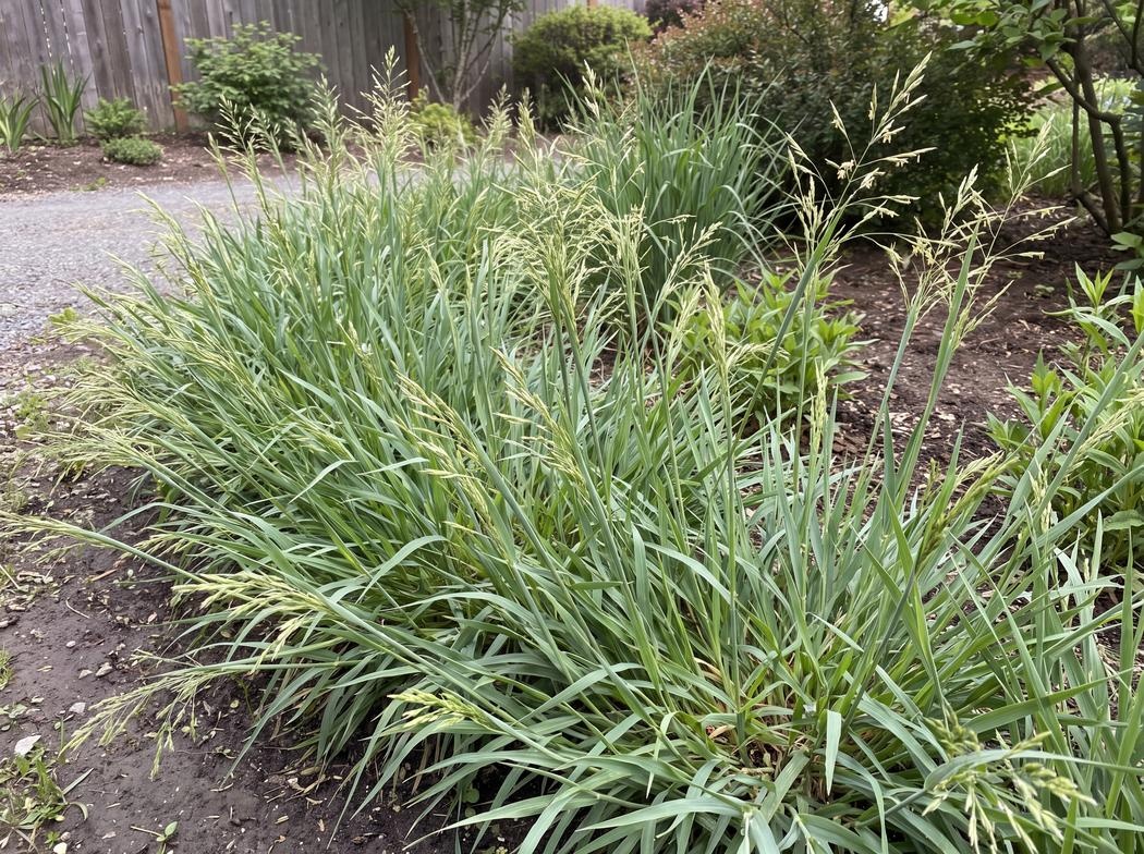 Anthoxanthum nitens