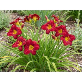 Hemerocallis Chicago Apache