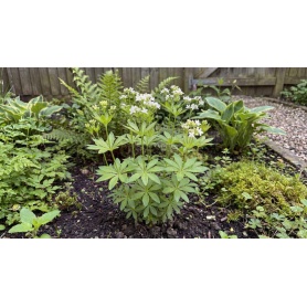 Galium odoratum