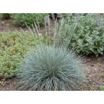 Festuca glauca Beyond Blue