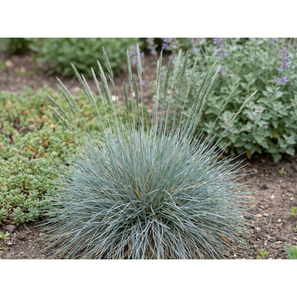 Festuca glauca Beyond Blue