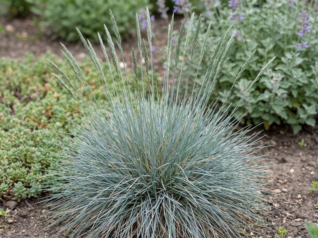 Festuca glauca Beyond Blue