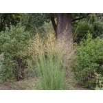Molinia caerulea subsp. arundinacea Transparent
