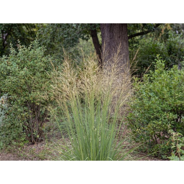 Molinia caerulea subsp. arundinacea Transparent