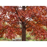 Quercus palustris