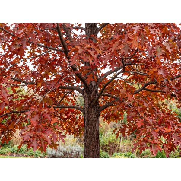 Quercus palustris