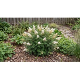 Sorbaria sorbifolia Pia