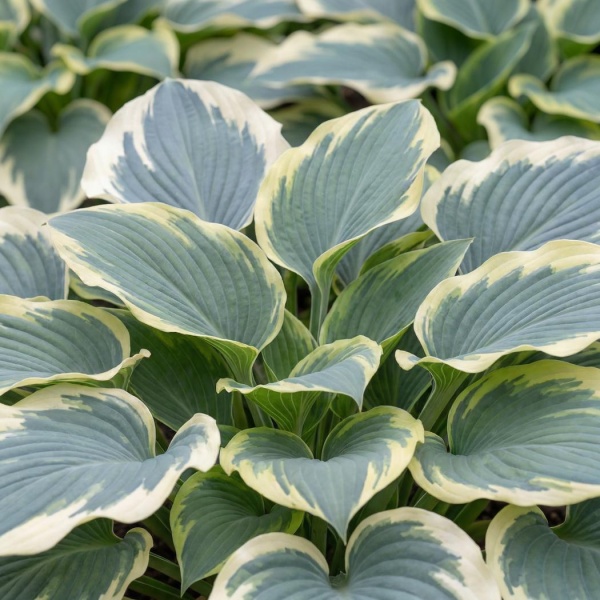 Hosta Blue Ivory