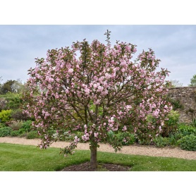 Malus Branzam