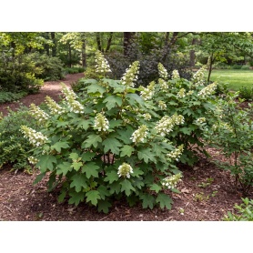 Hydrangea quercifolia Bocotoso