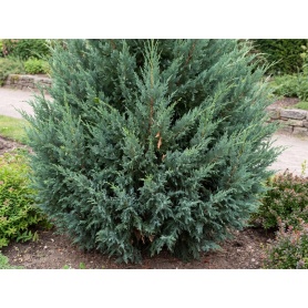 Juniperus chinensis Blue Point