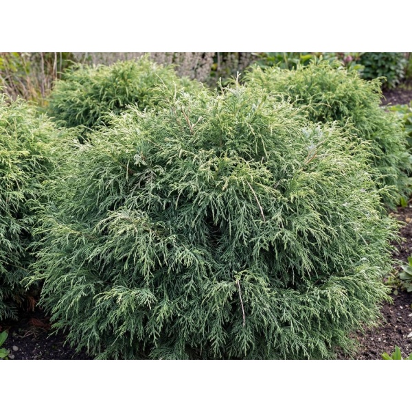 Chamaecyparis pisifera Filifera Nana