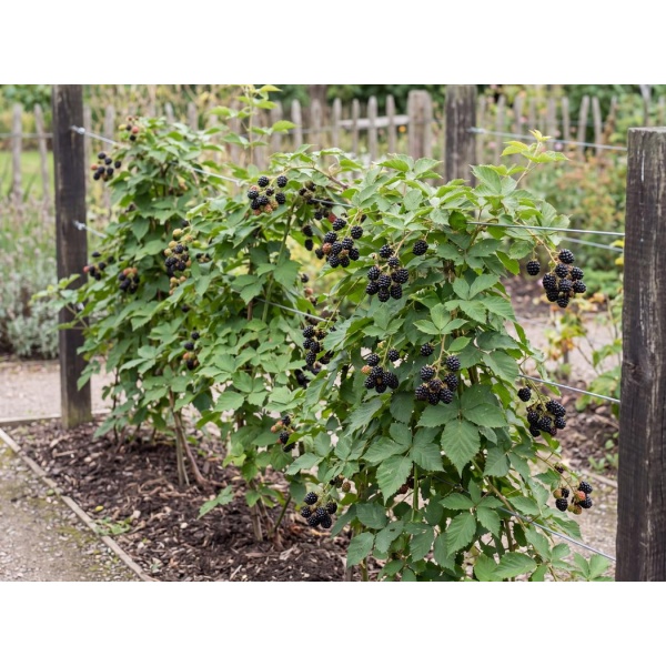 4dc7461208ff_1050.jpg Rubus fruticosus agg. Chester