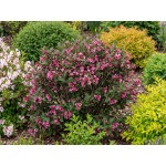 Weigela 'Minuet'