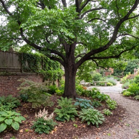 Celtis occidentalis