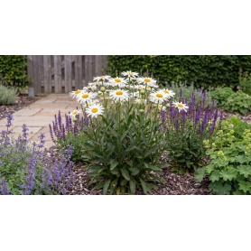 Leucanthemum superbum Becky