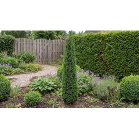 Picea abies Cupressina