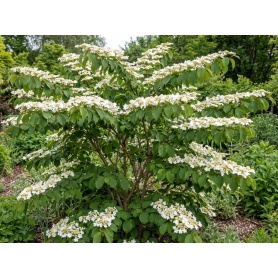 Viburnum plicatum Mariesii