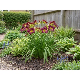 Hemerocallis Purple de Oro