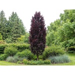 Fagus sylvatica Dawyck Purple