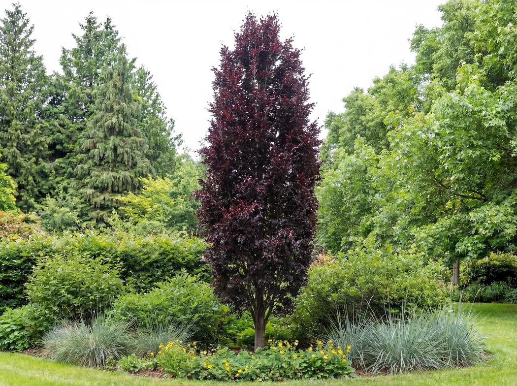 Fagus sylvatica Dawyck Purple