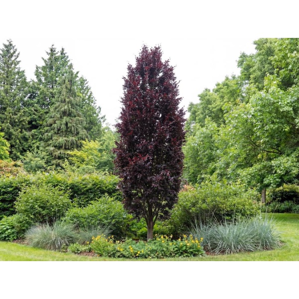 Fagus sylvatica Dawyck Purple