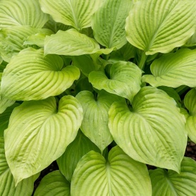 Hosta Sum and Substance