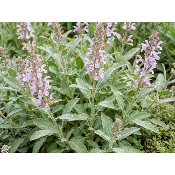 Salvia officinalis